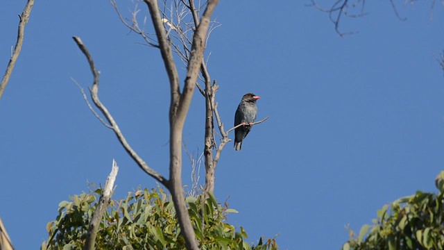 Dollarbird - ML304696461