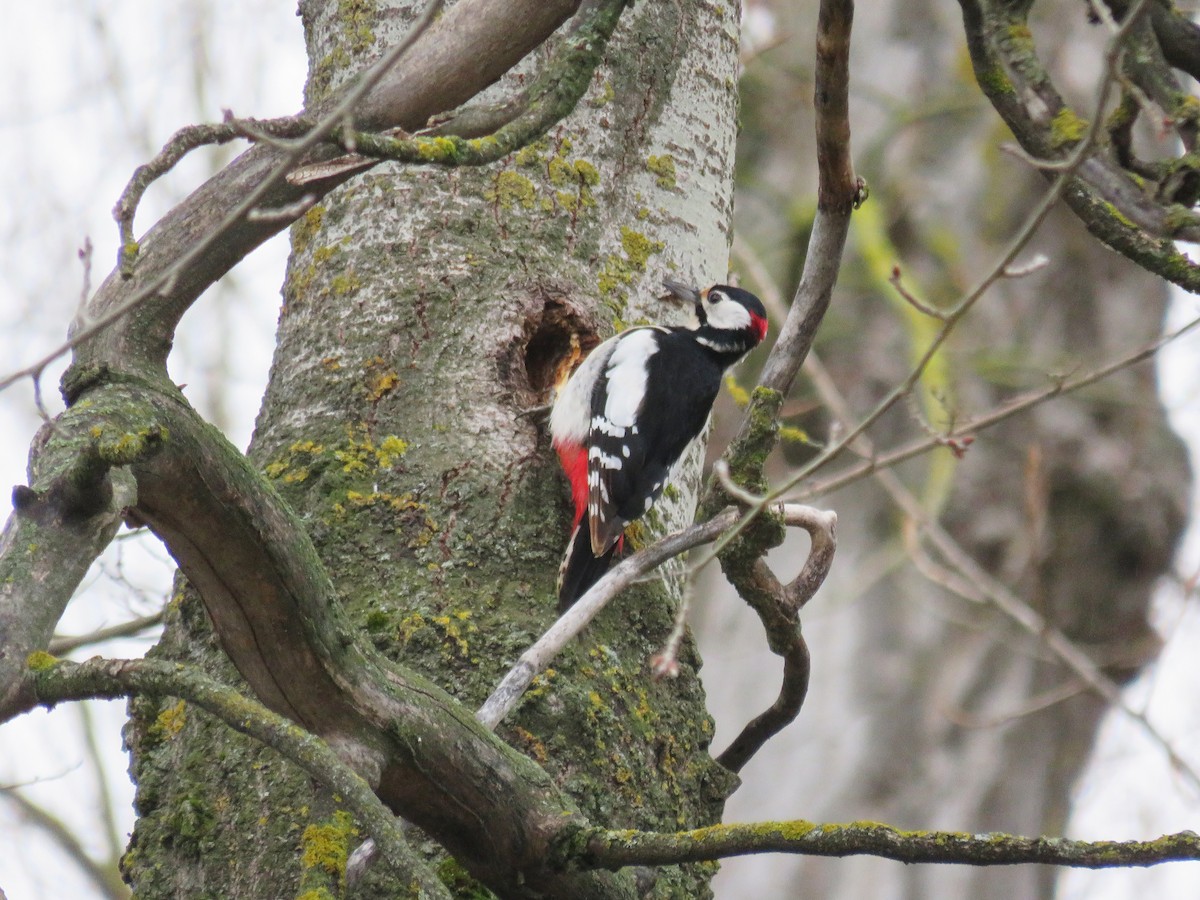 Great Spotted Woodpecker - ML304697421