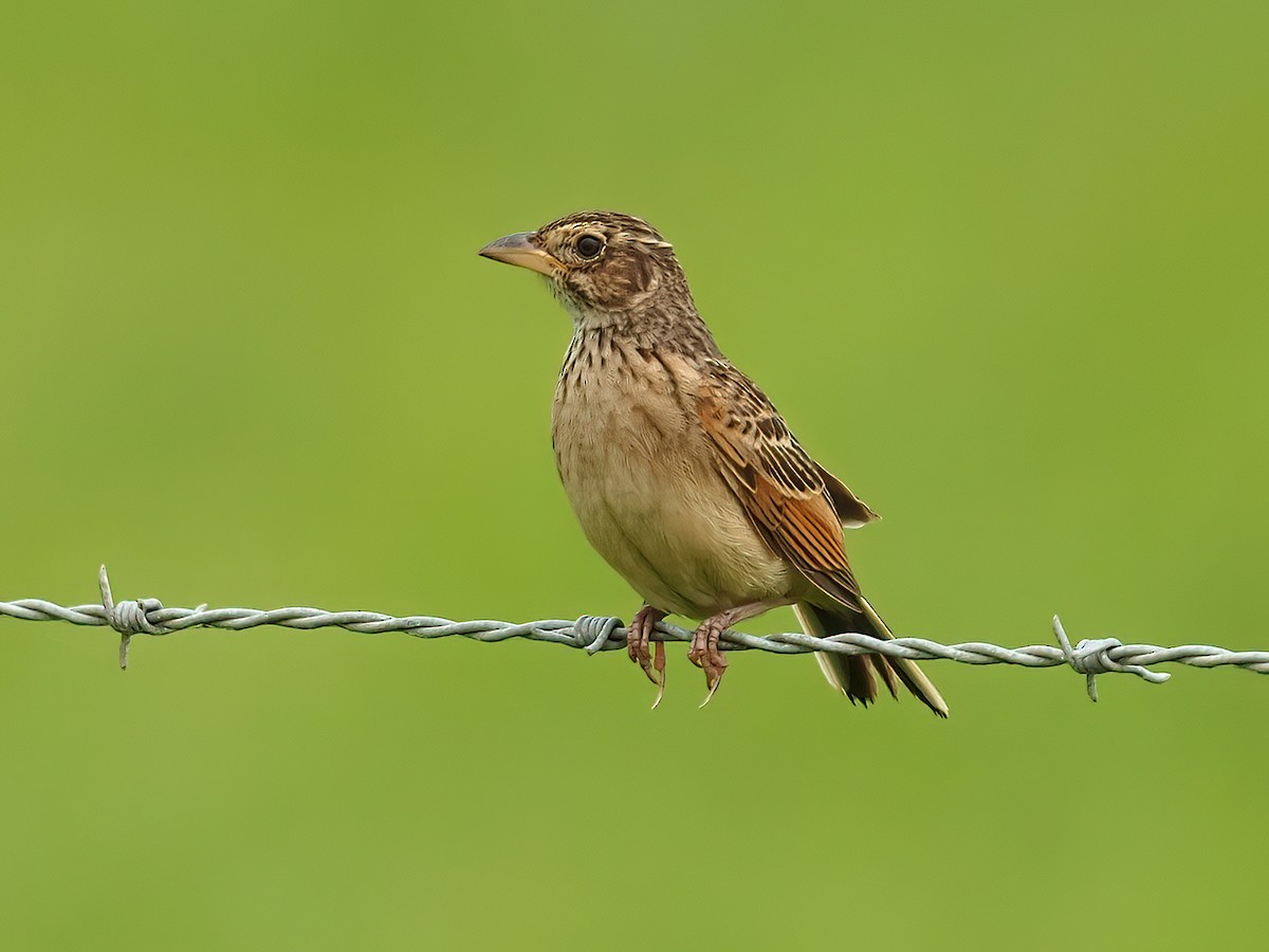 Singing Bushlark (Australasian) - ML304698431