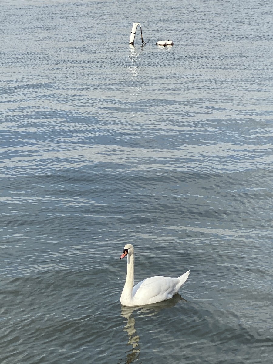 Cygne tuberculé - ML304699541