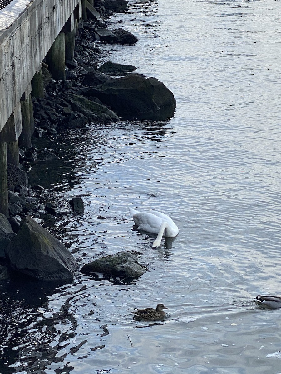 Mute Swan - ML304699561