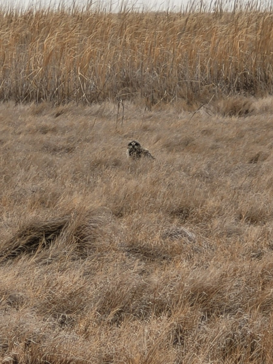 Short-eared Owl - Miles Marshall