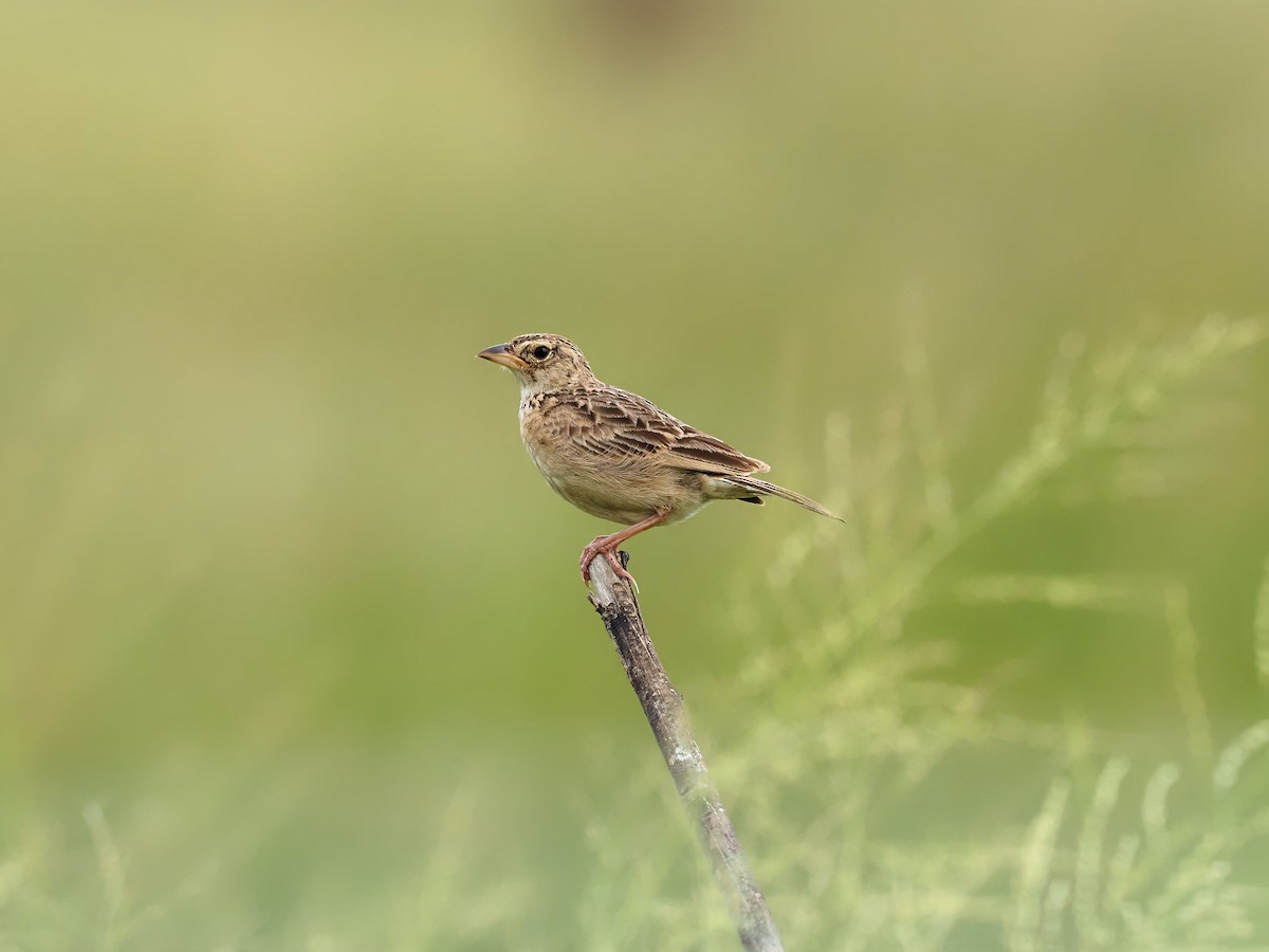 Singing Bushlark (Australasian) - ML304701021