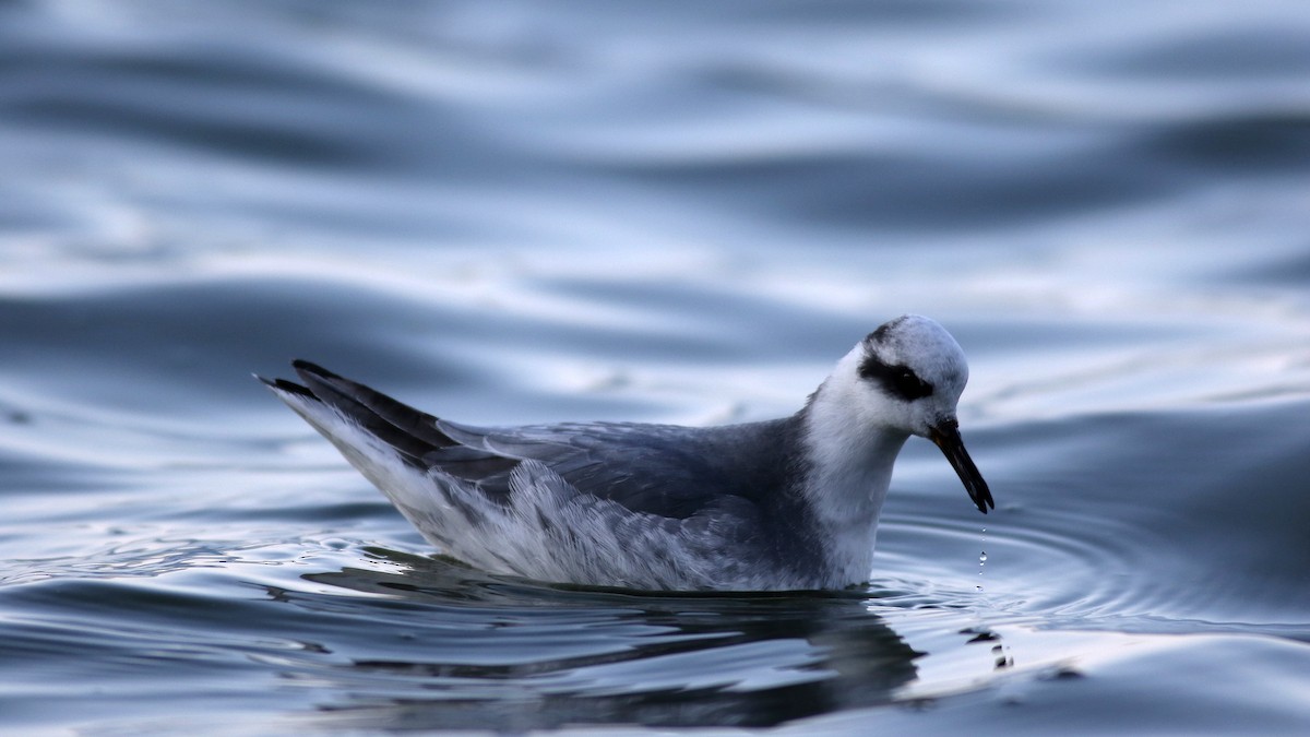 Red Phalarope - ML304701351