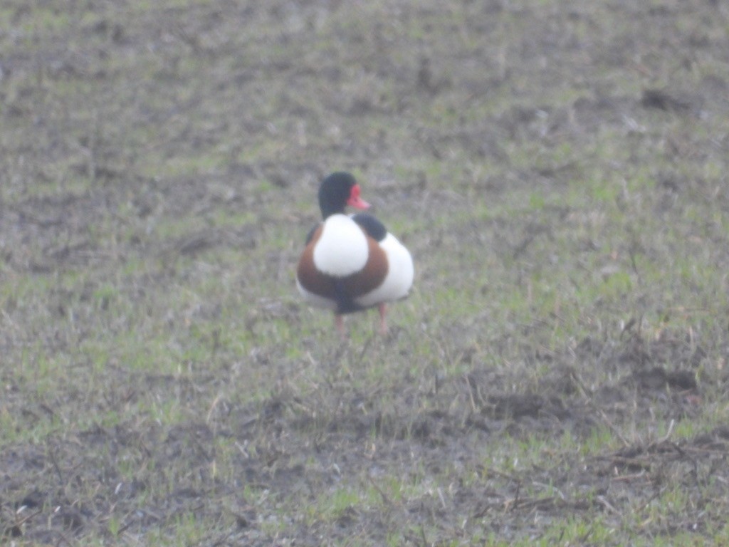 Common Shelduck - ML304702361