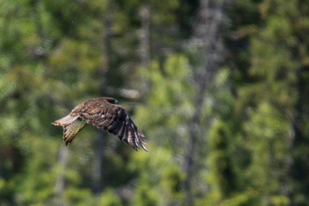 Red-tailed Hawk - Jamin Taylor