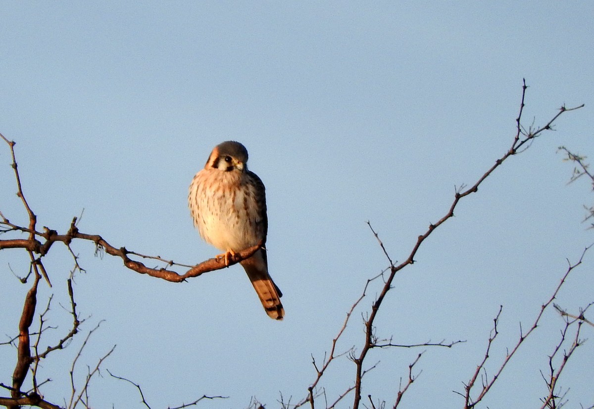 American Kestrel - ML30470341