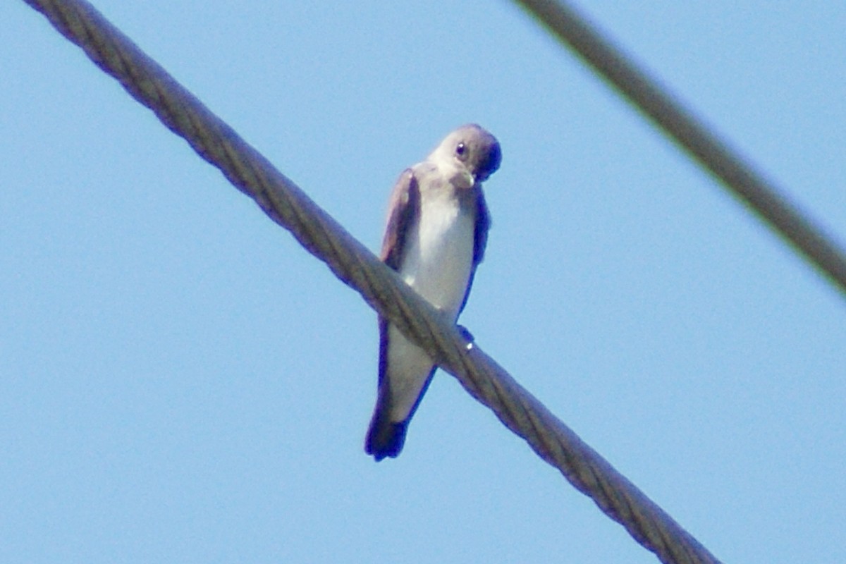 Hirondelle à ailes hérissées - ML30470391