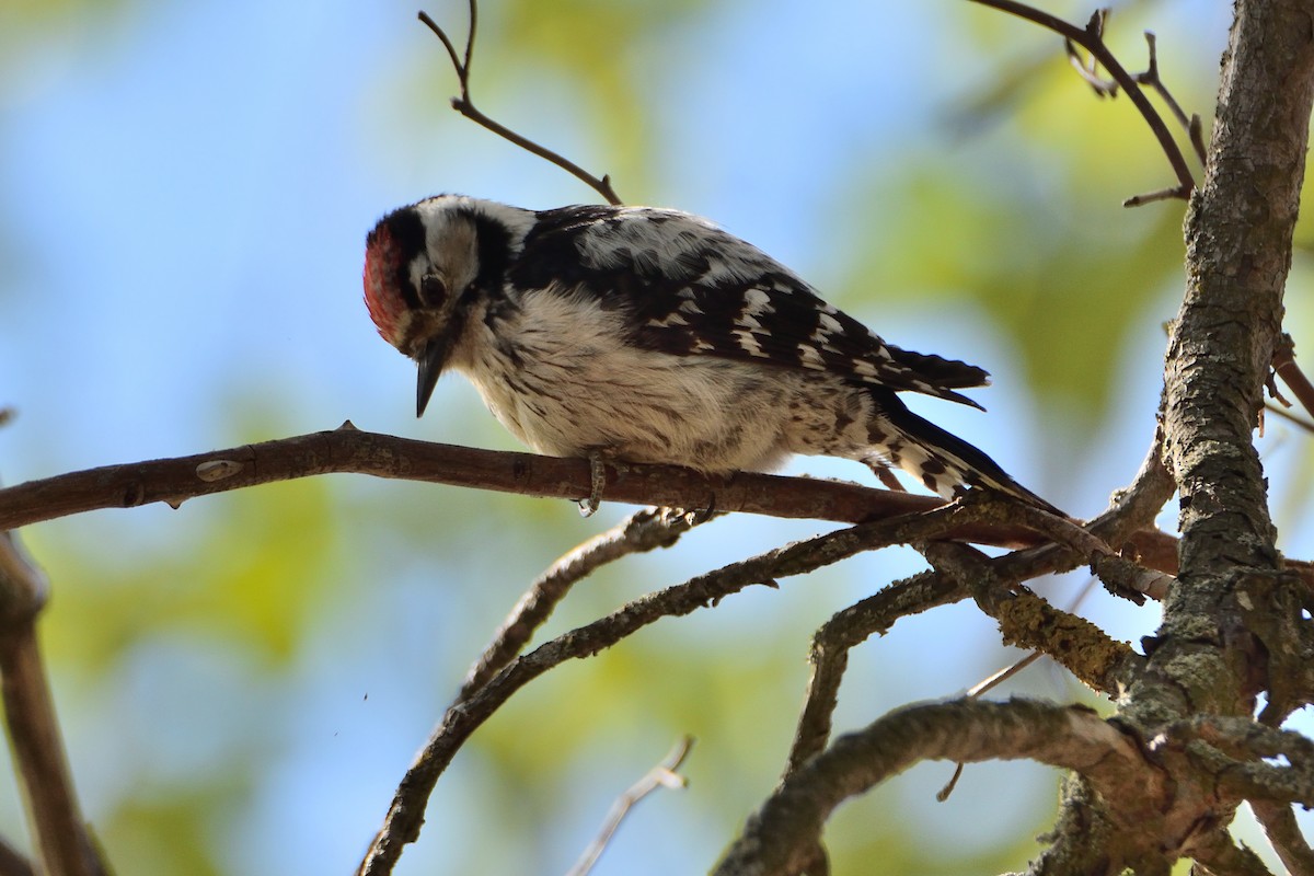 Lesser Spotted Woodpecker - Mu Sano