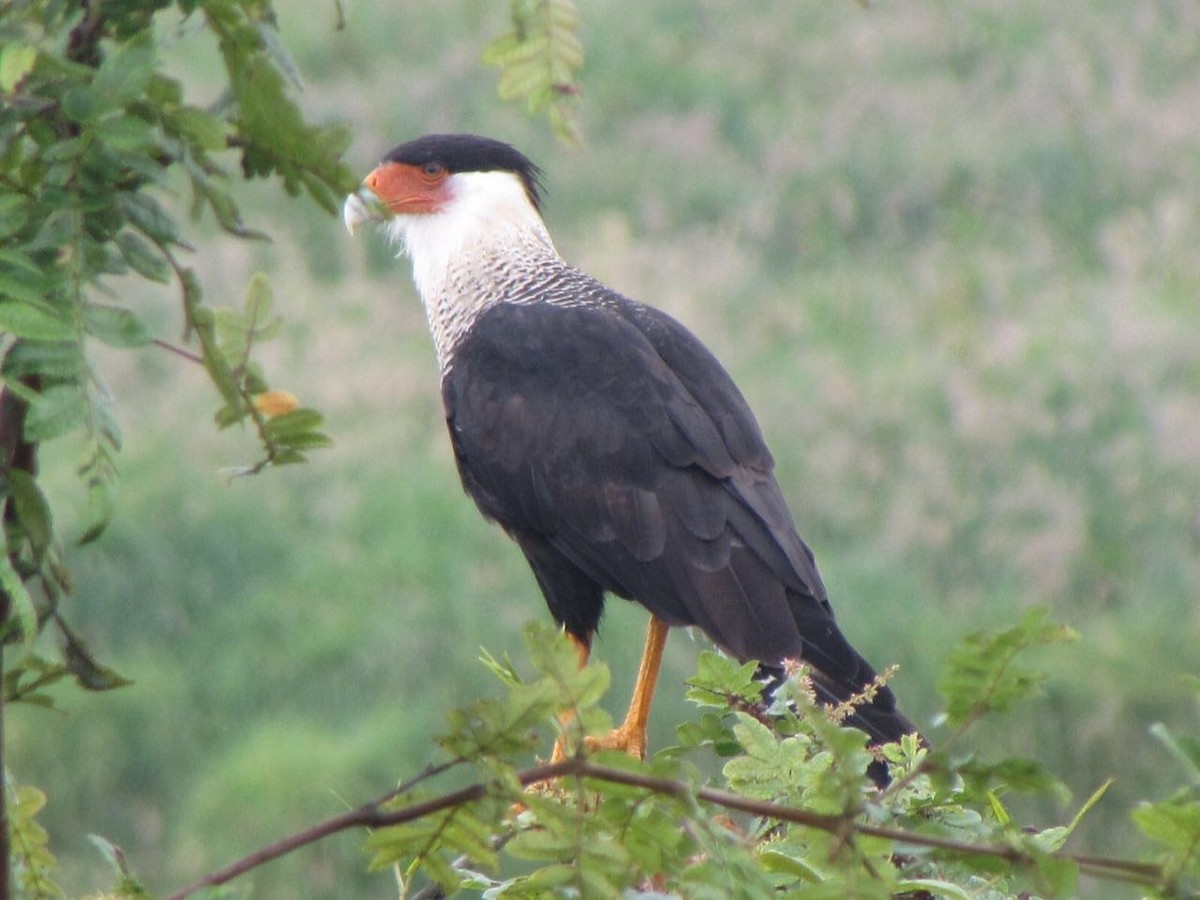 Crested Caracara (Northern) - ML304705741