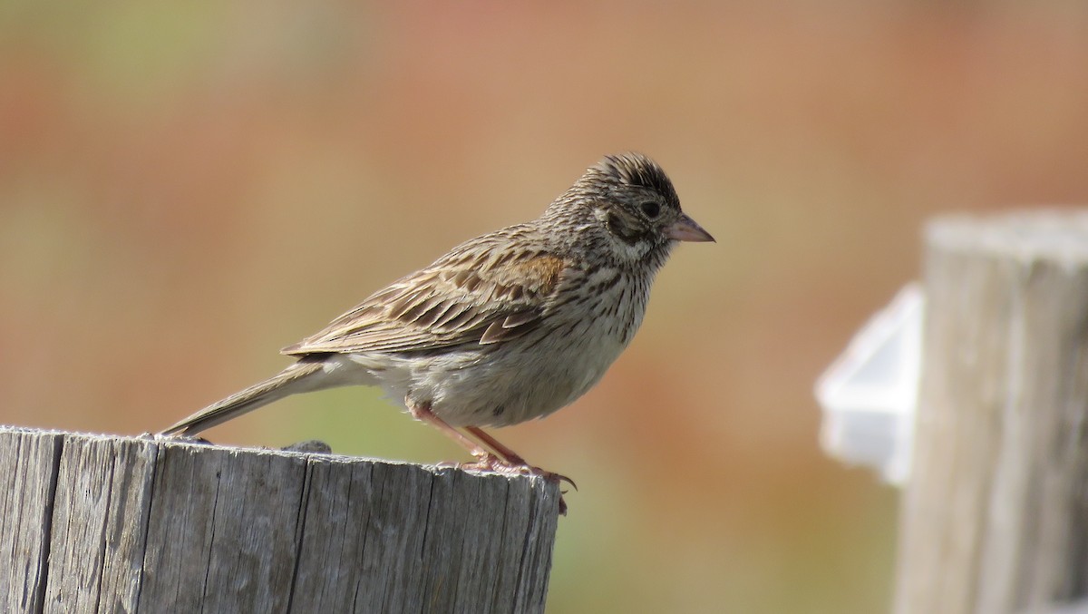 Vesper Sparrow - Ben Bright