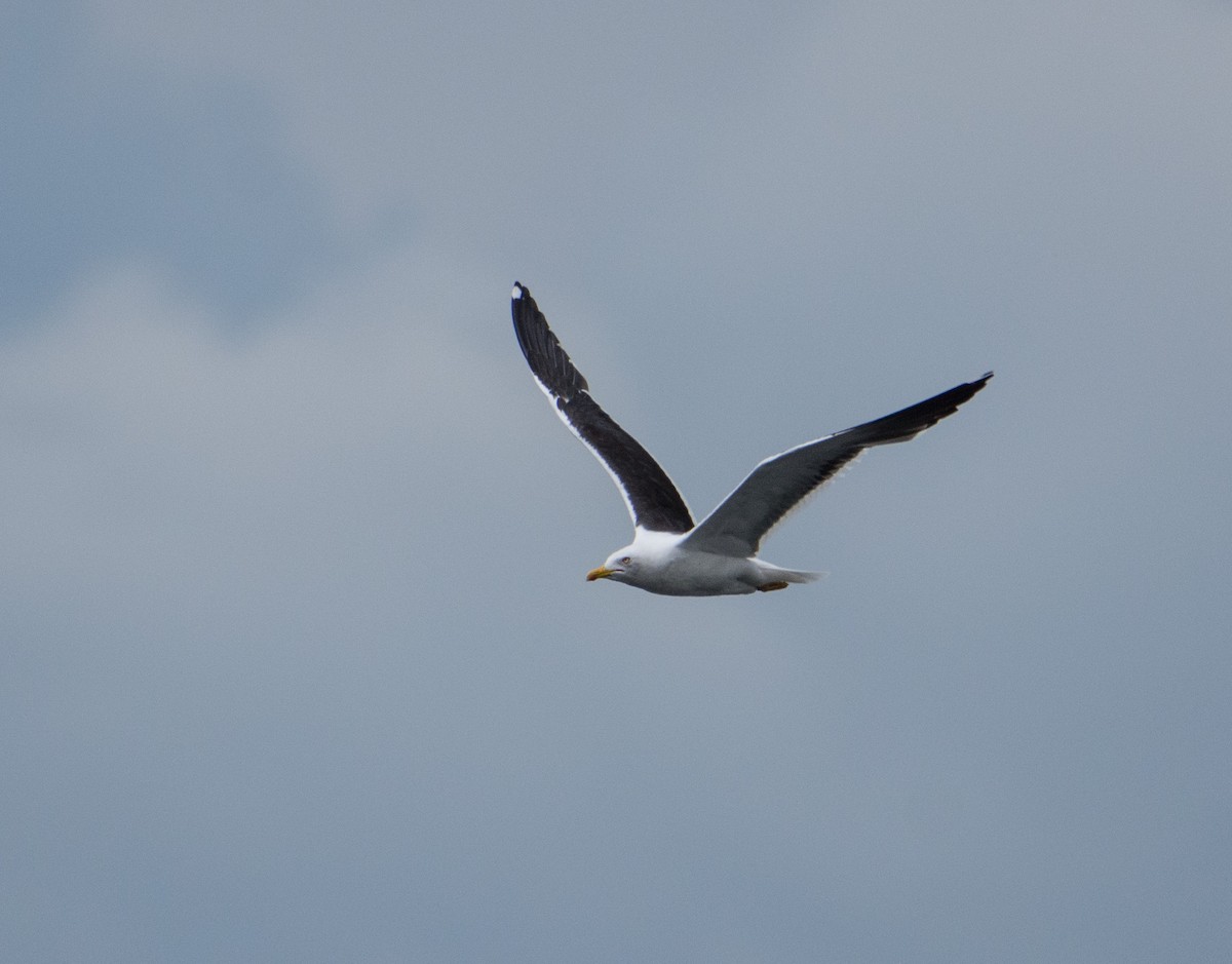 Lesser Black-backed Gull - ML304710181