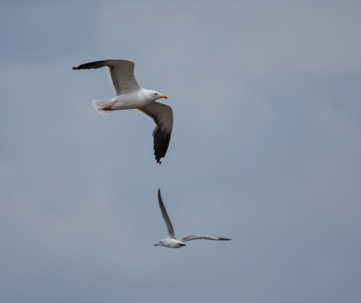 Lesser Black-backed Gull - ML304710191