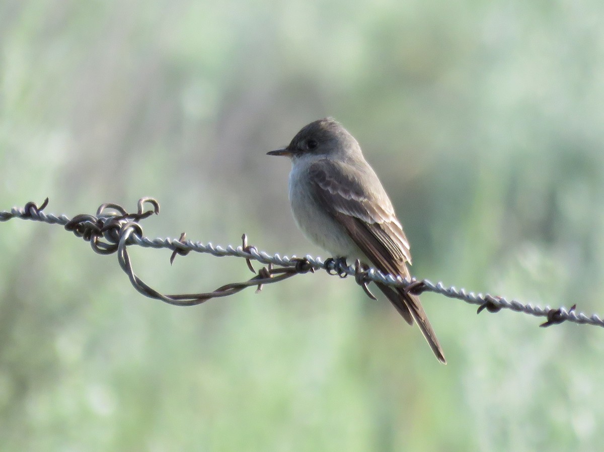 Western Wood-Pewee - ML30471031