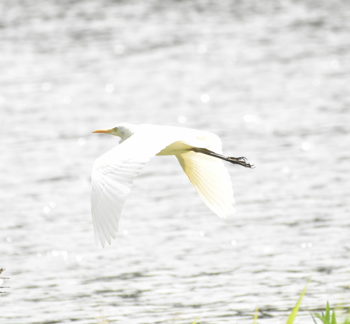 Eastern Cattle-Egret - ML304710371