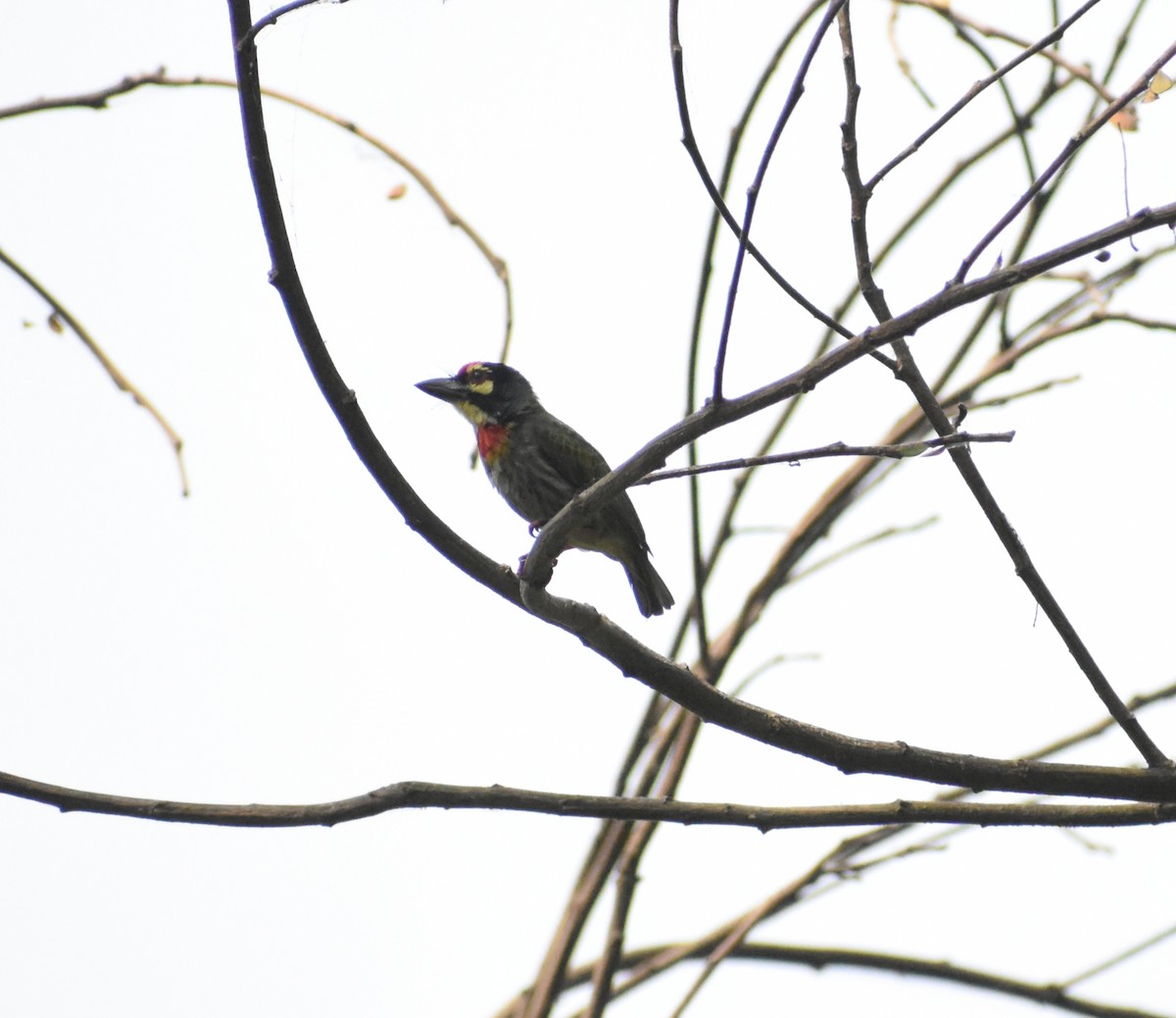 Coppersmith Barbet - ML304710411