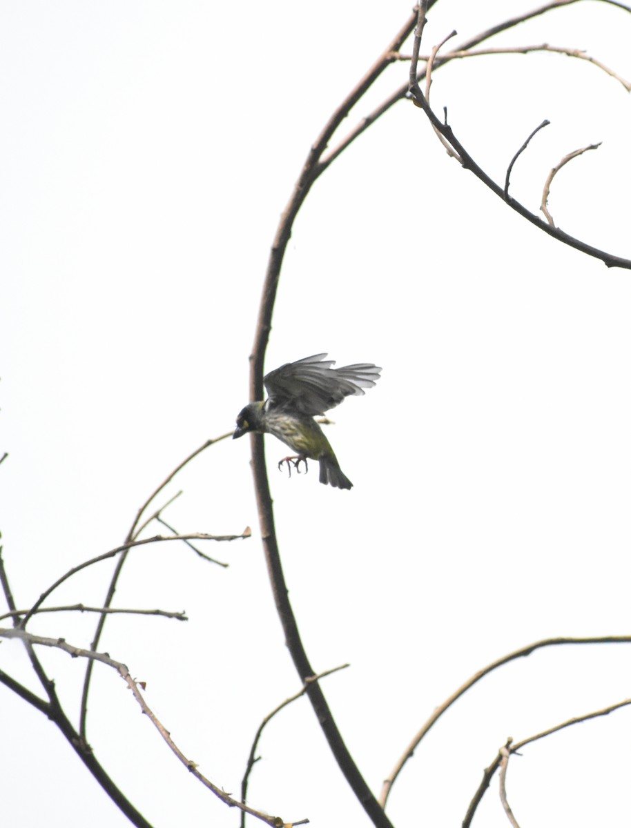 Coppersmith Barbet - ML304710421