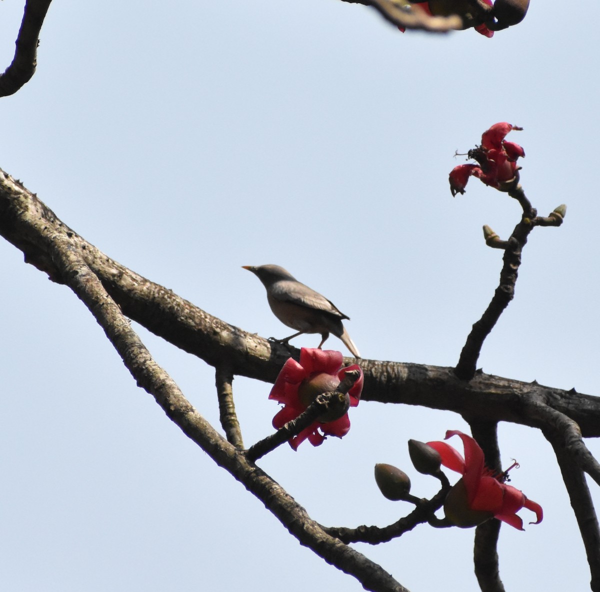 Chestnut-tailed Starling - ML304710461