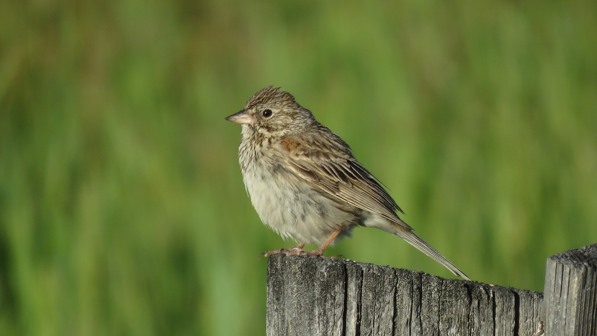 Vesper Sparrow - Ben Bright