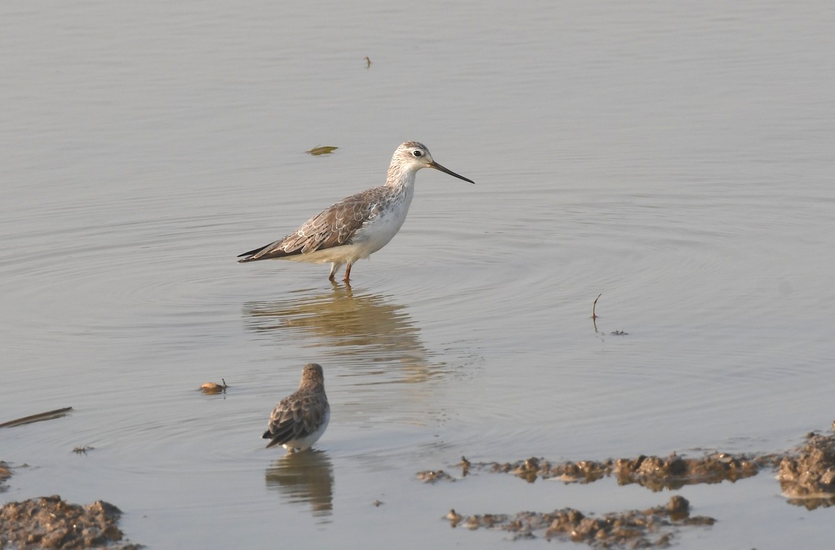 Marsh Sandpiper - ML304712291