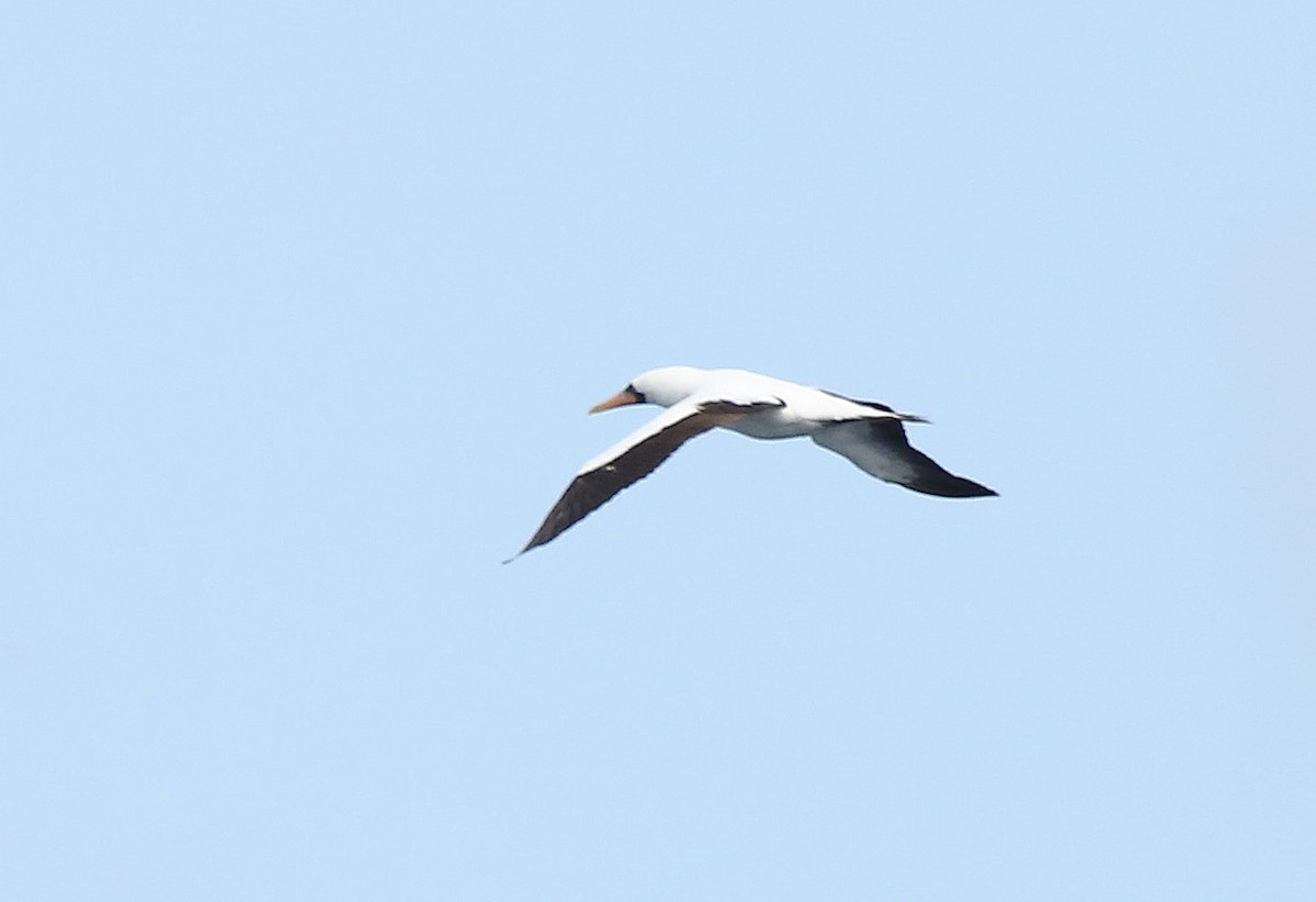 Nazca Booby - ML30471321