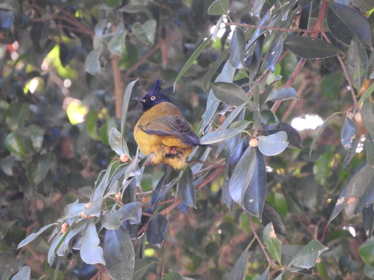 Black-crested Bulbul - ML304713401