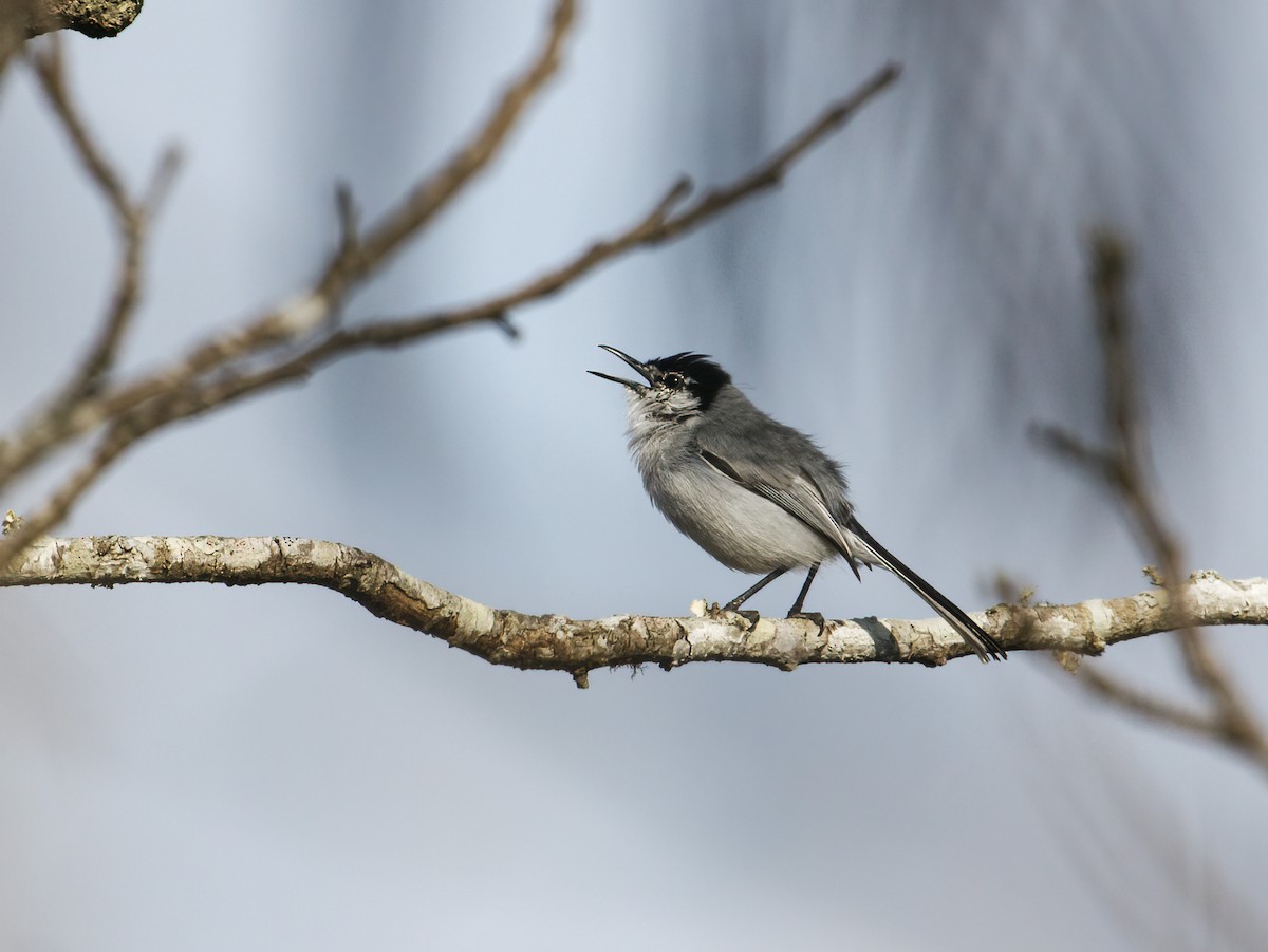 White-lored Gnatcatcher - ML304713601