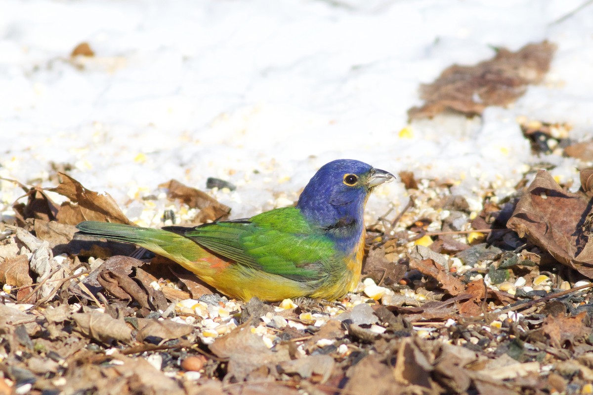 Painted Bunting - ML304714031