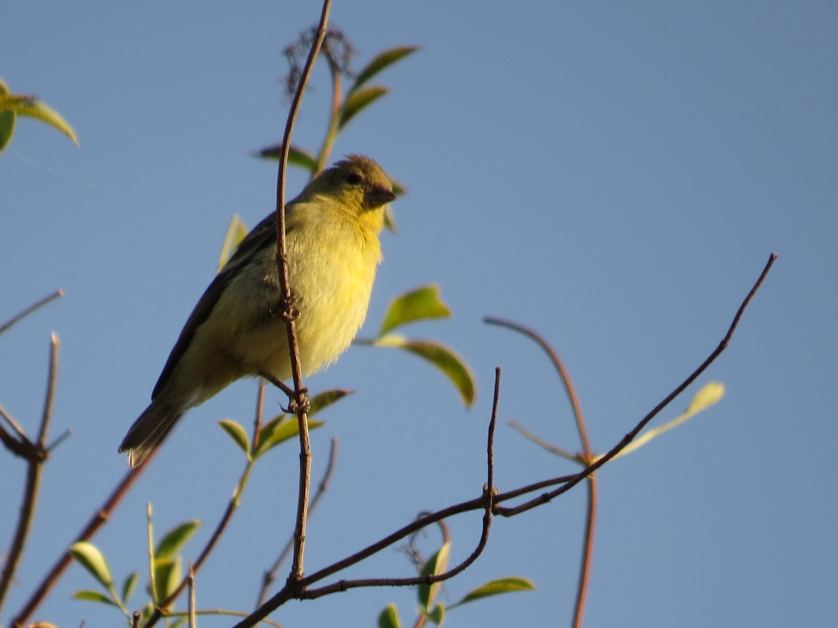 Lesser Goldfinch - ML30471671