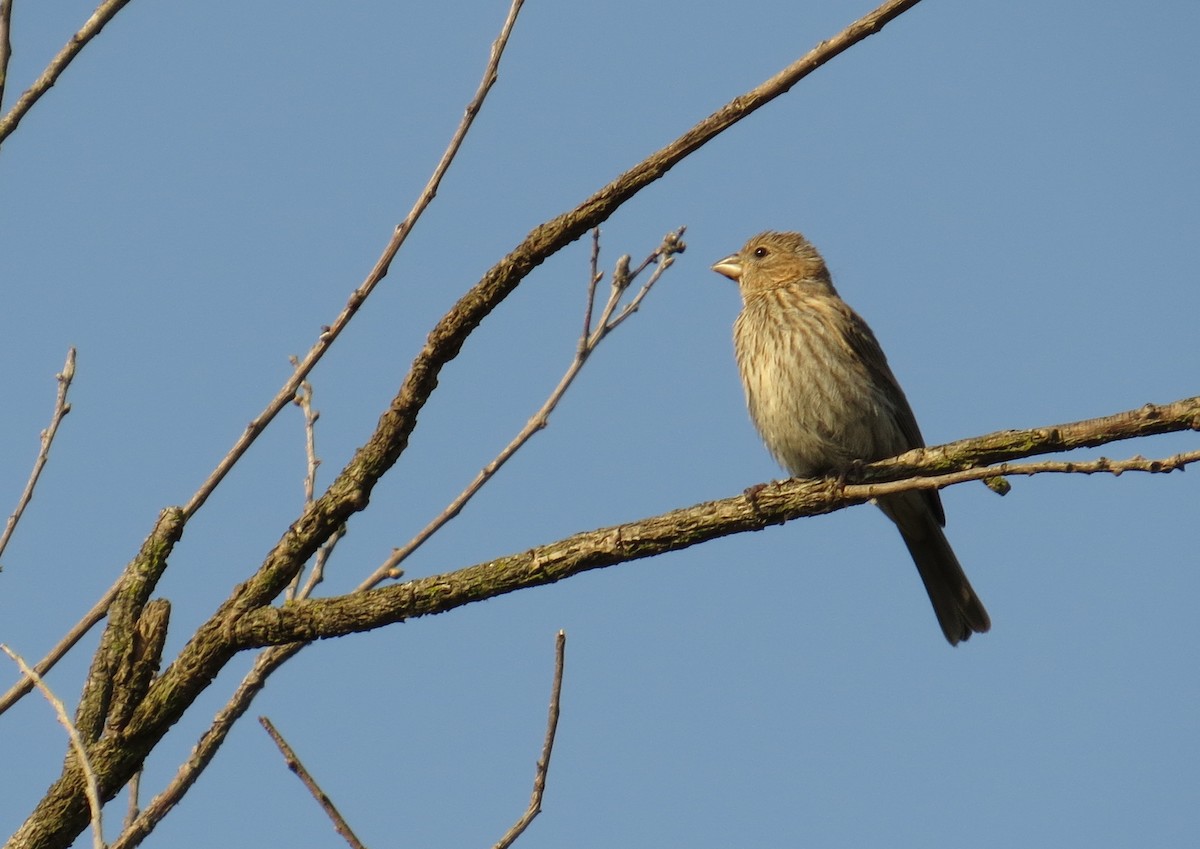 House Finch - ML30471681