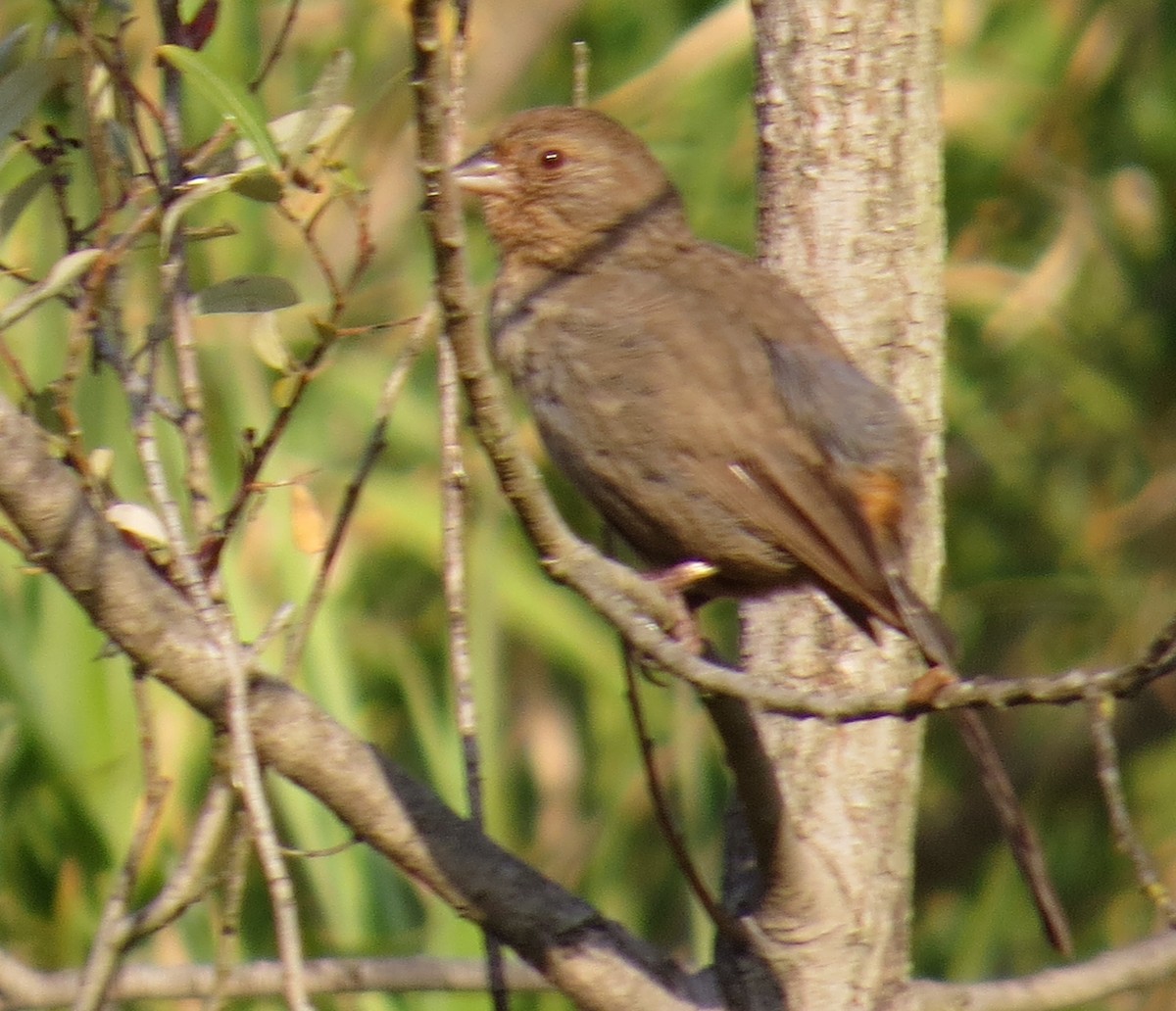 California Towhee - ML30471691