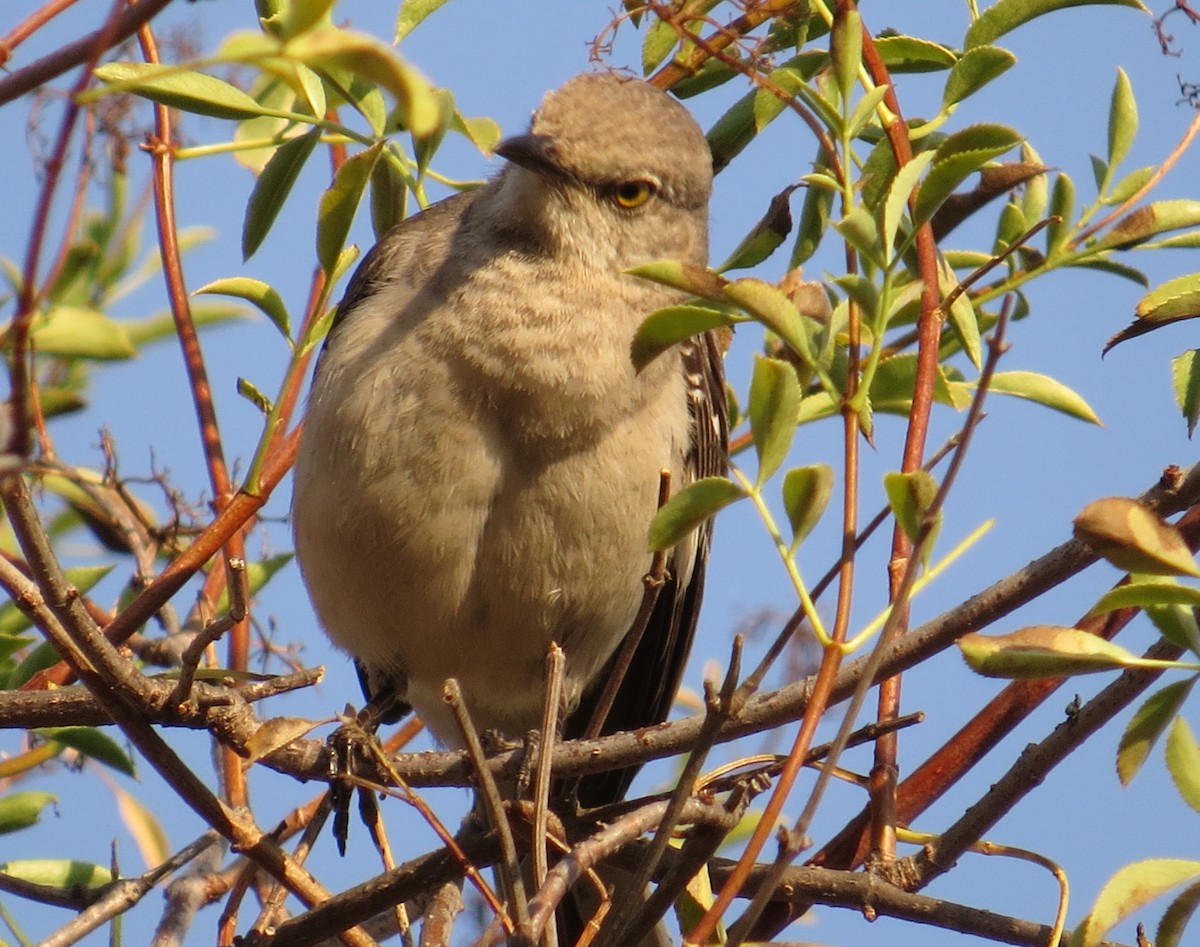 Northern Mockingbird - ML30471721