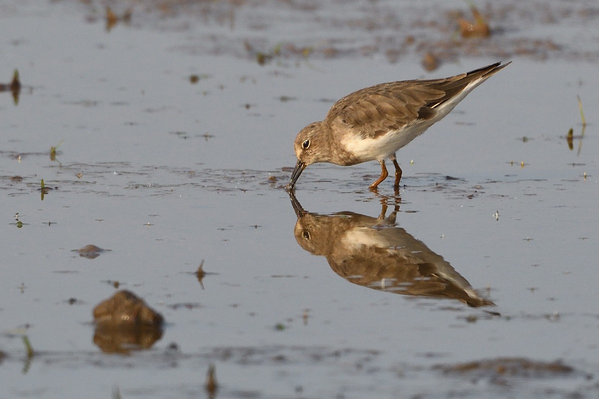 Temminck's Stint - ML304718501