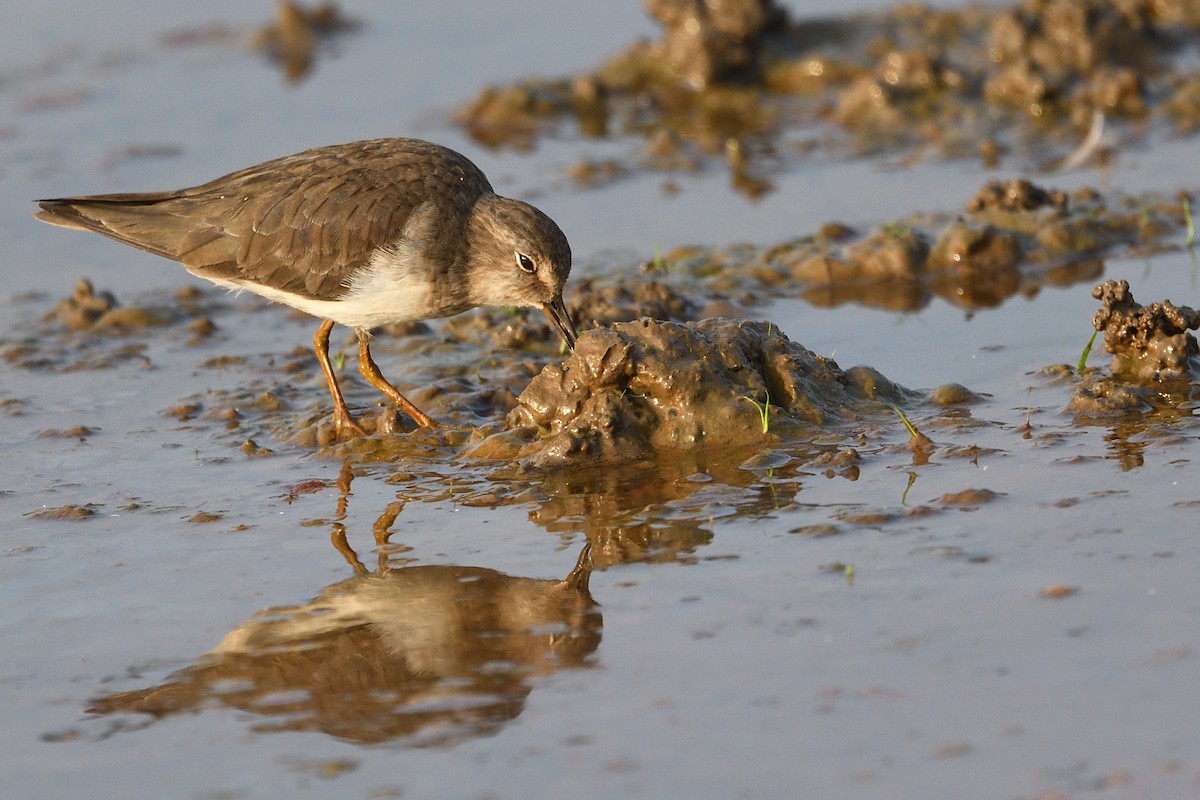 Temminckstrandläufer - ML304718531