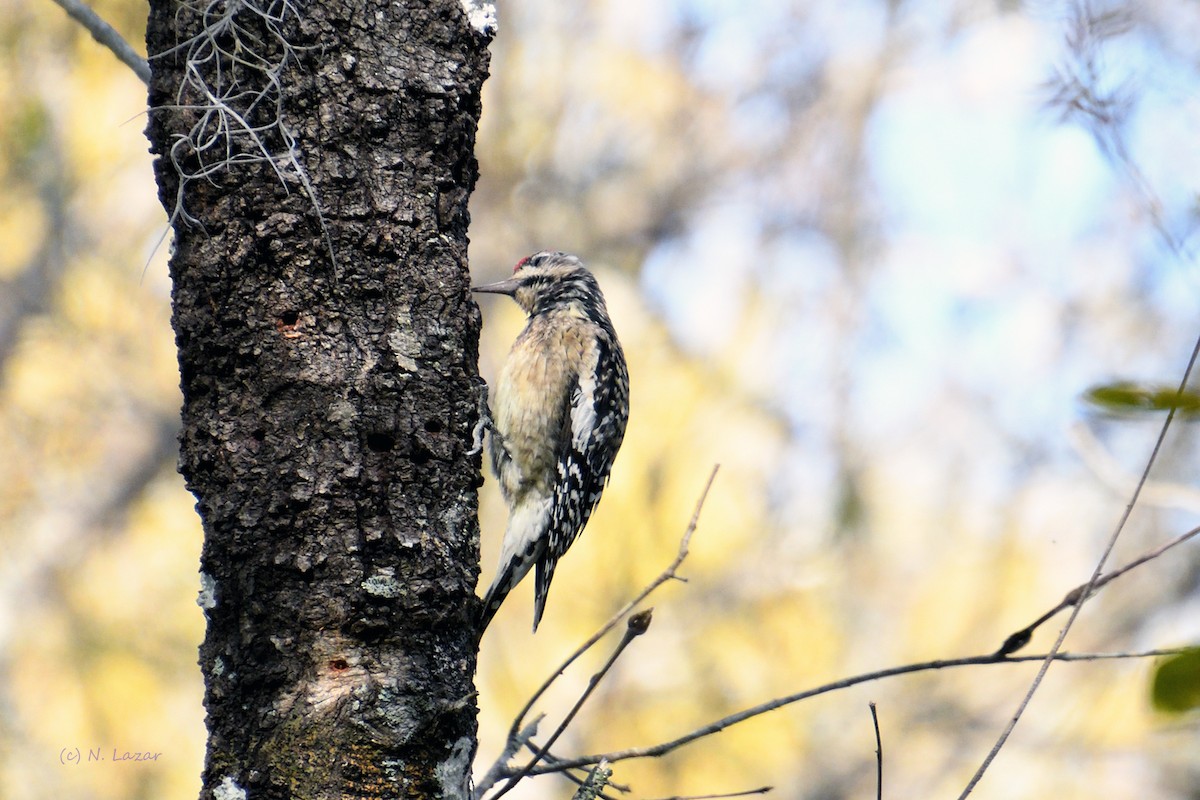 Yellow-bellied Sapsucker - ML304720371