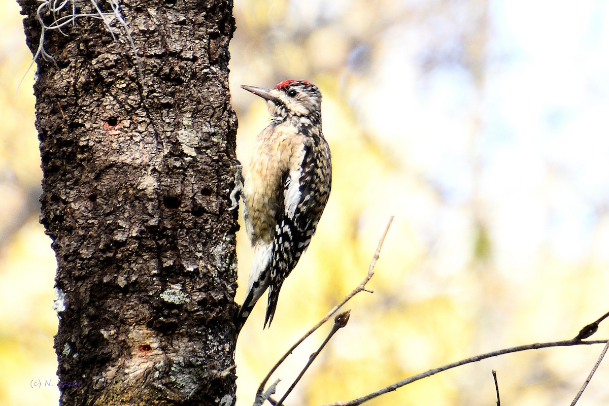 Yellow-bellied Sapsucker - ML304720411