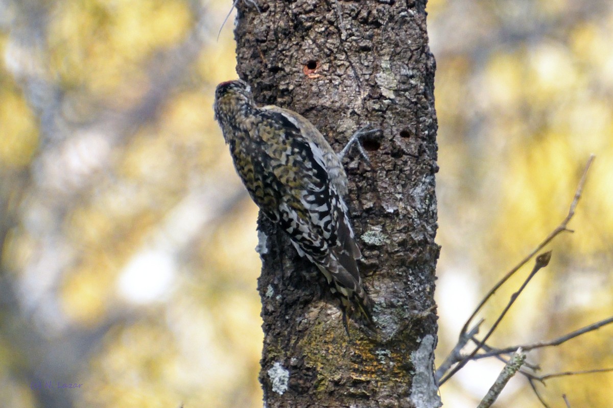 Yellow-bellied Sapsucker - ML304720471