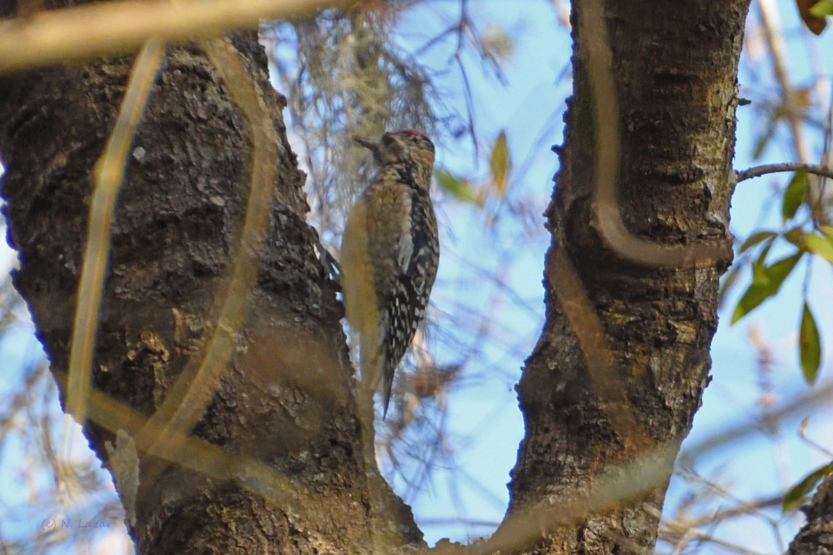 Yellow-bellied Sapsucker - ML304720491