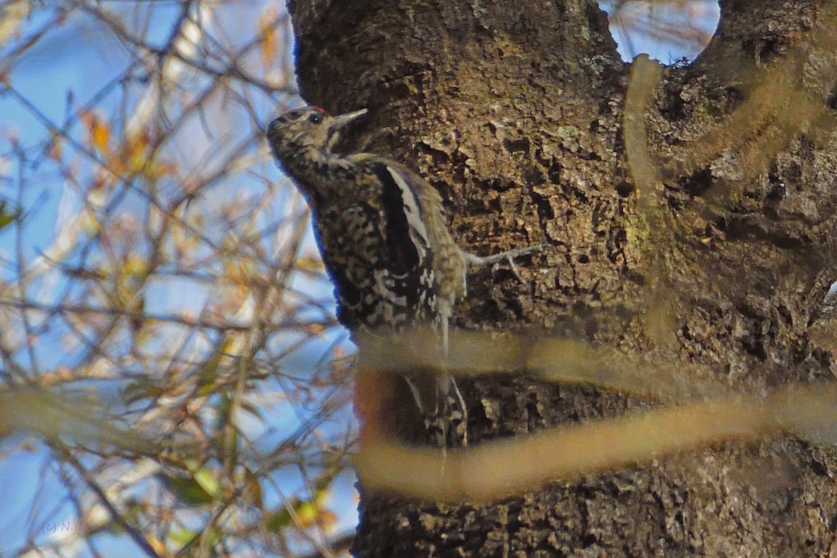 Yellow-bellied Sapsucker - ML304720541