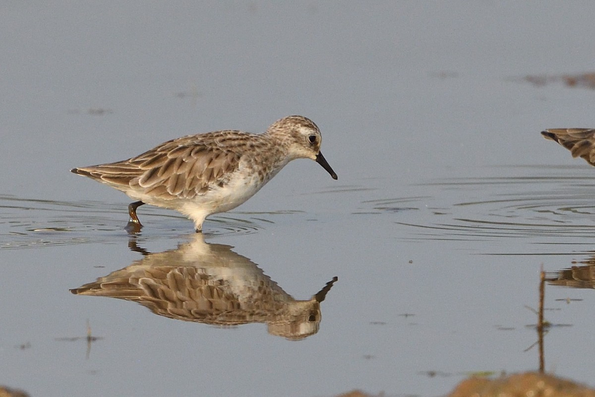 Long-toed Stint - ML304721501