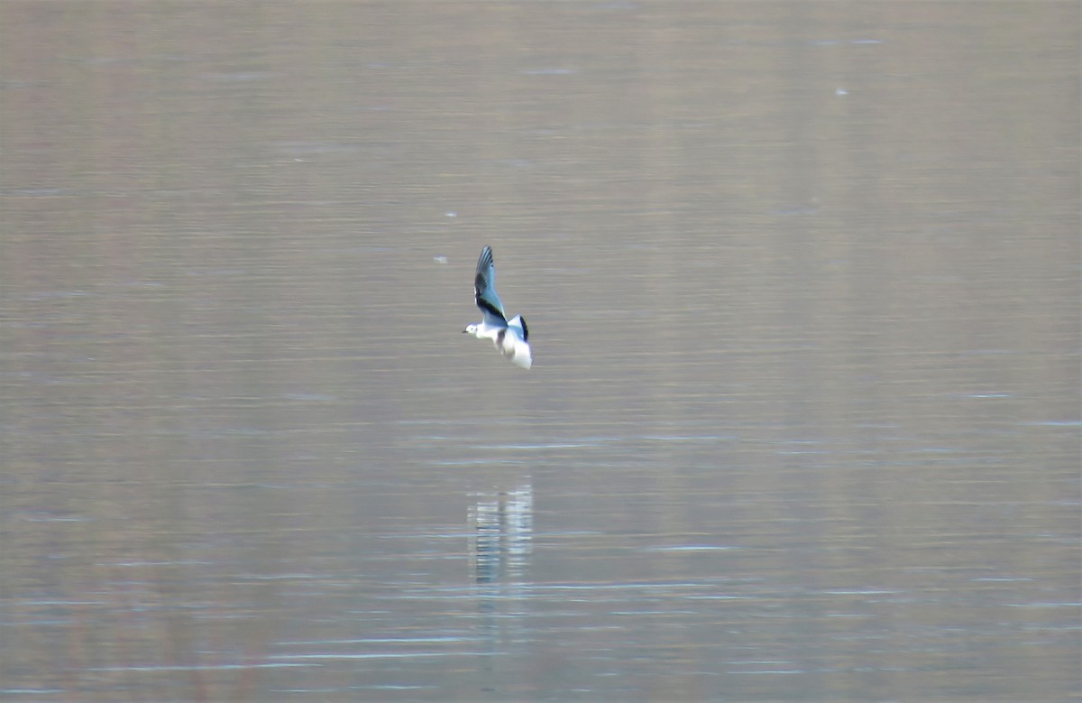 Mouette pygmée - ML304723341