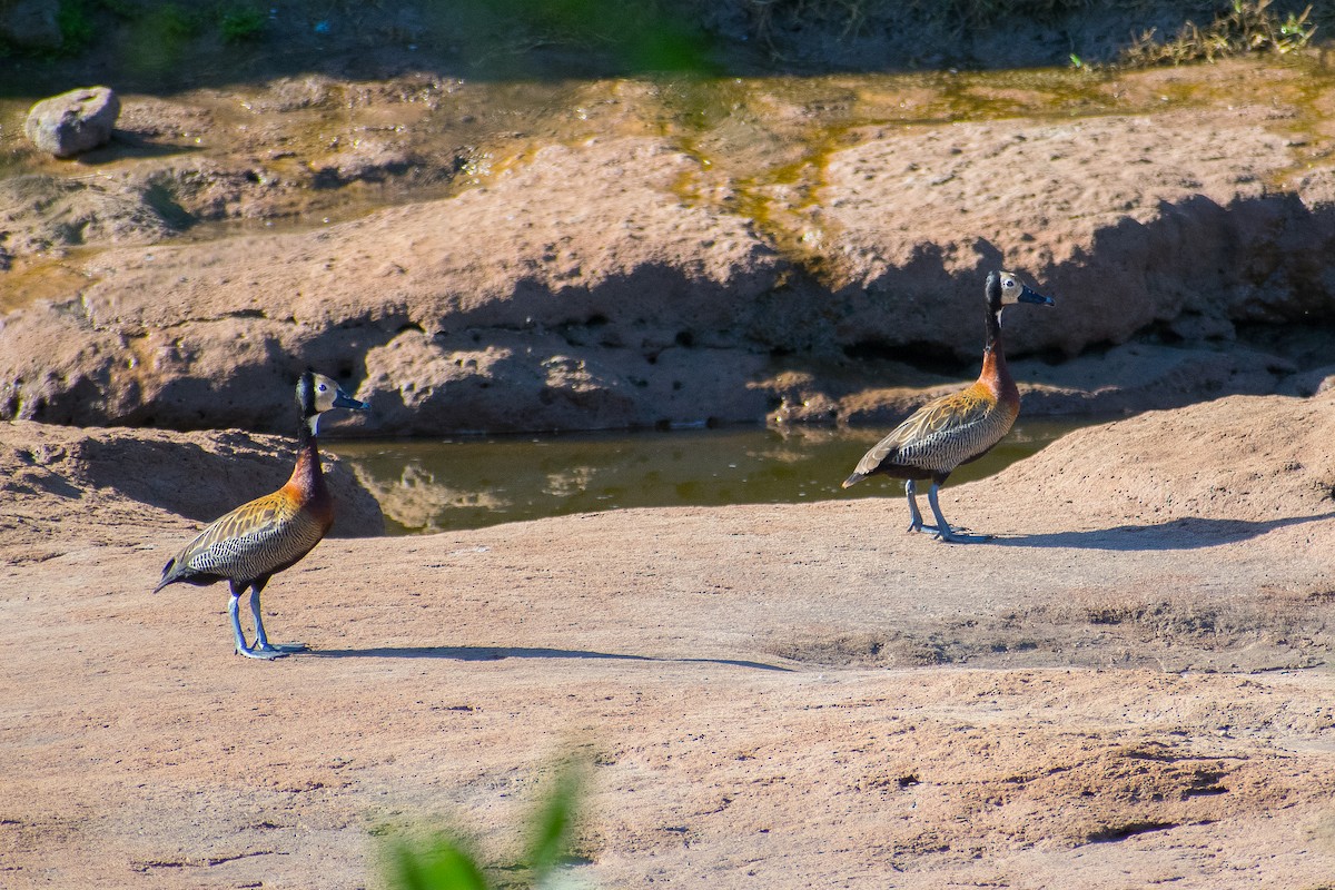 White-faced Whistling-Duck - ML304723901