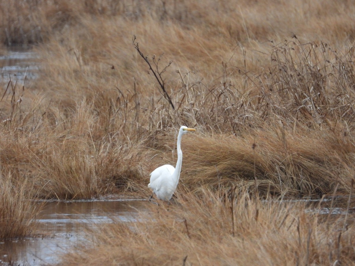 Great Egret - ML304724241