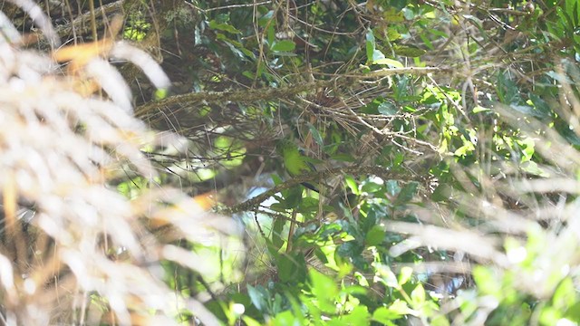 Barred Parakeet - ML304726871