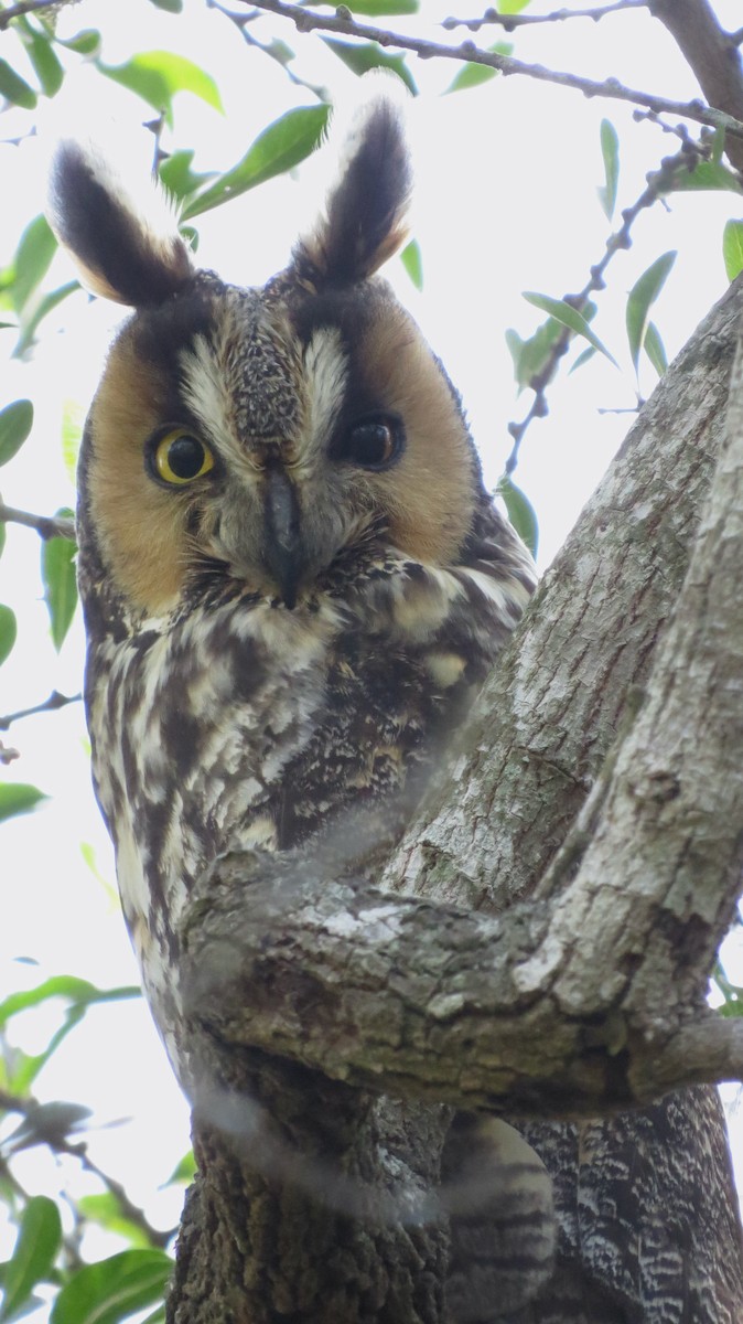 Long-eared Owl - ML304728831