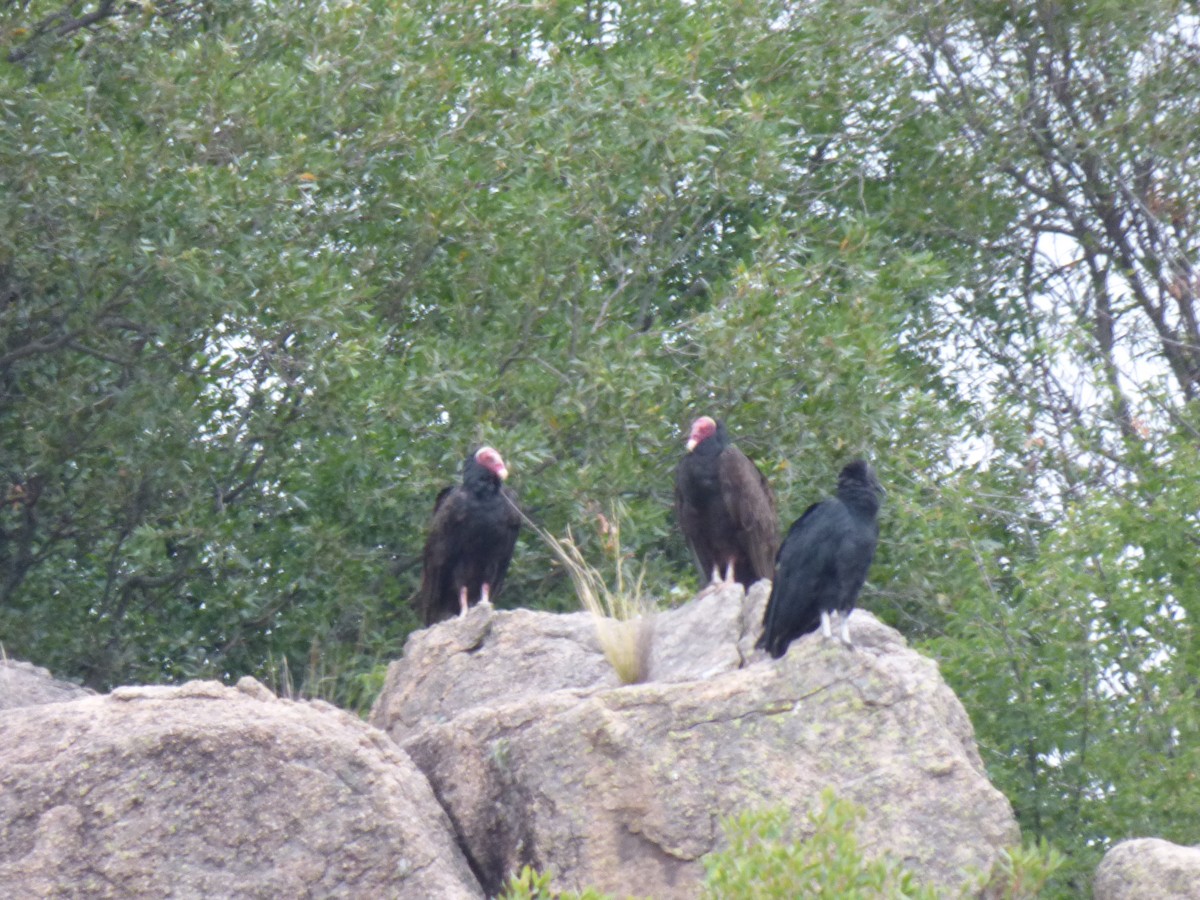 Turkey Vulture - ML304729921