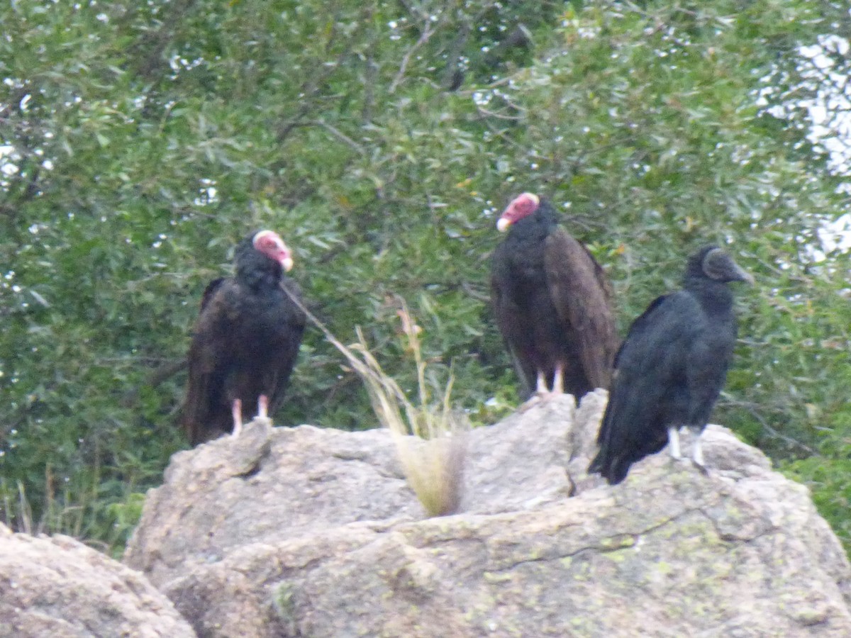 Turkey Vulture - ML304729931