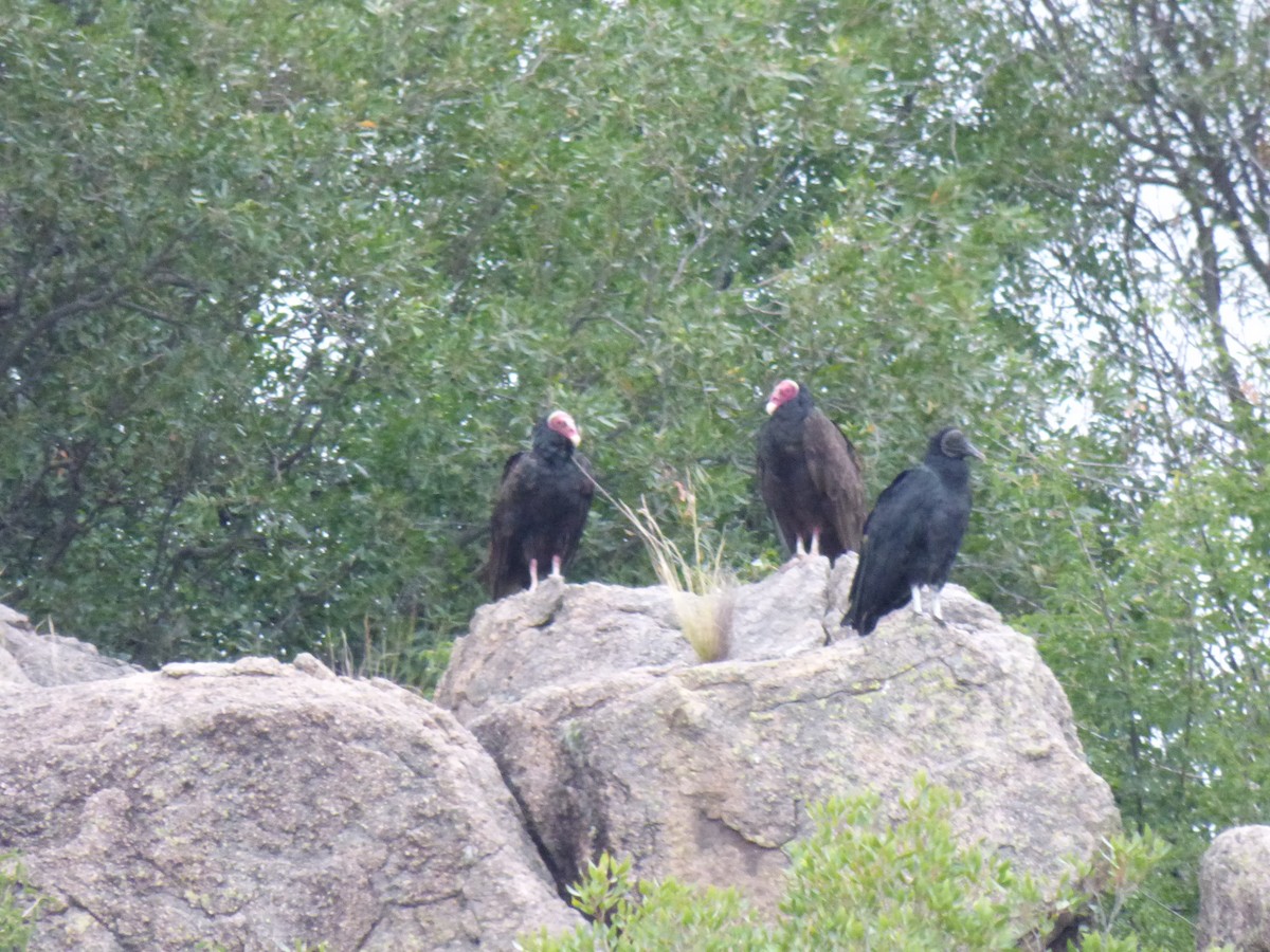 Turkey Vulture - ML304729941