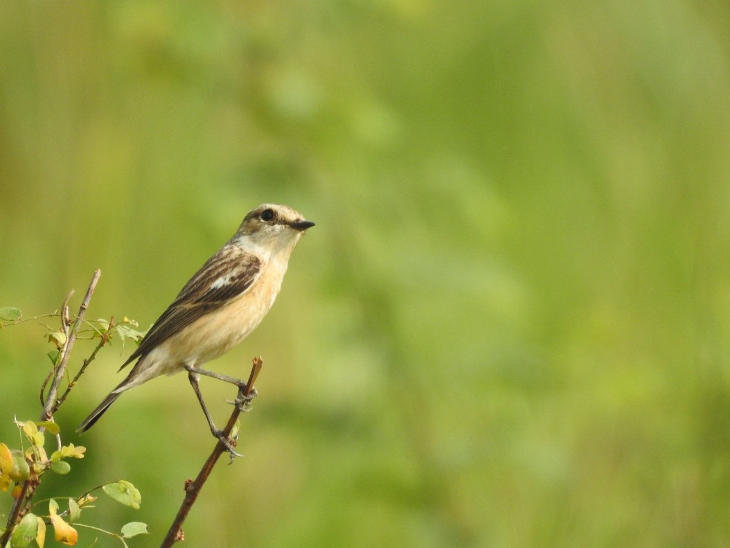 Siberian Stonechat - ML304730391