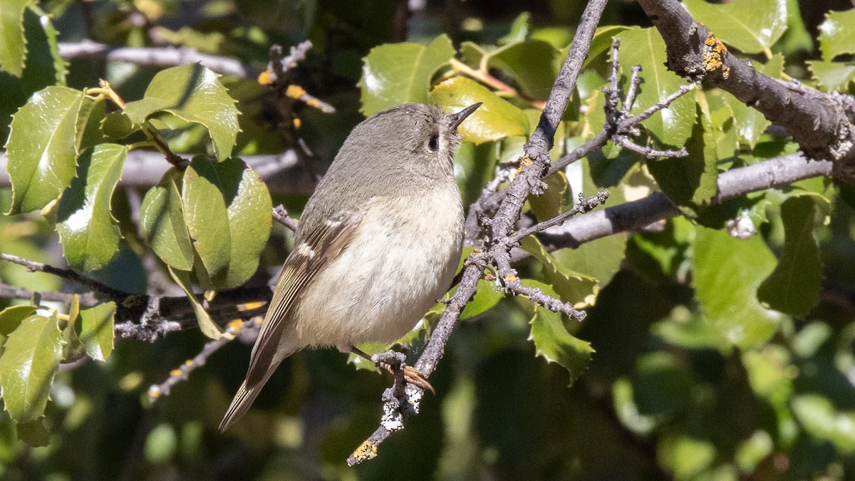 Ruby-crowned Kinglet - ML304730421